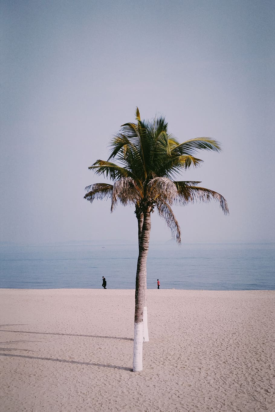 green palm tree on seashore, sky, tropical climate, water, horizon over water HD wallpaper