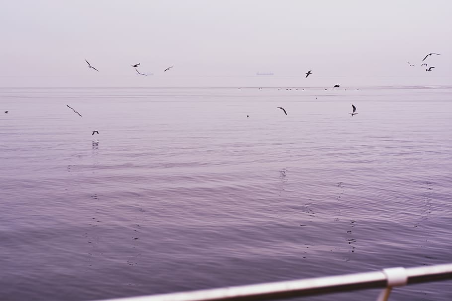 horizon, gull, nature, background, landscape, waves, vsco, light HD wallpaper