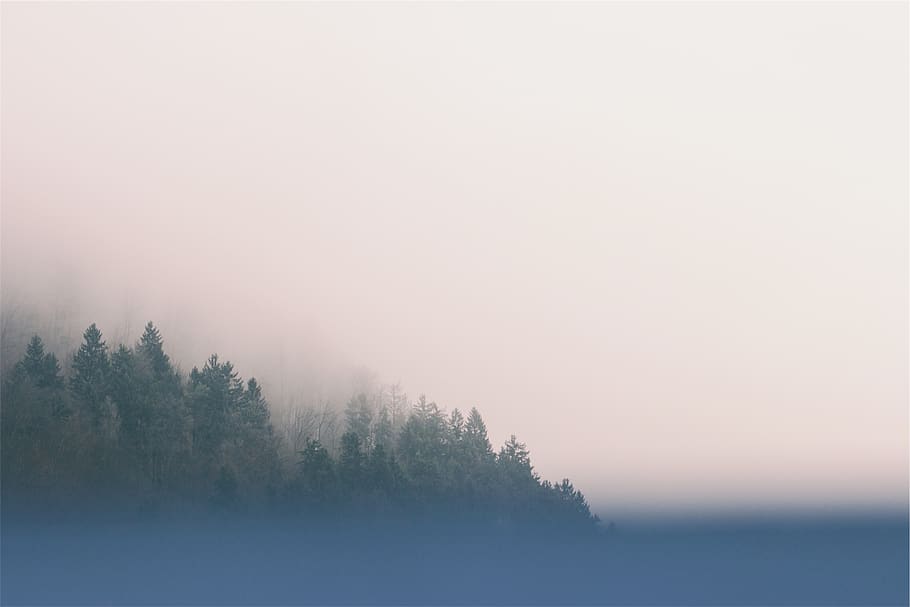 trees, fog, sky, plant, tranquility, beauty in nature, tranquil scene HD wallpaper