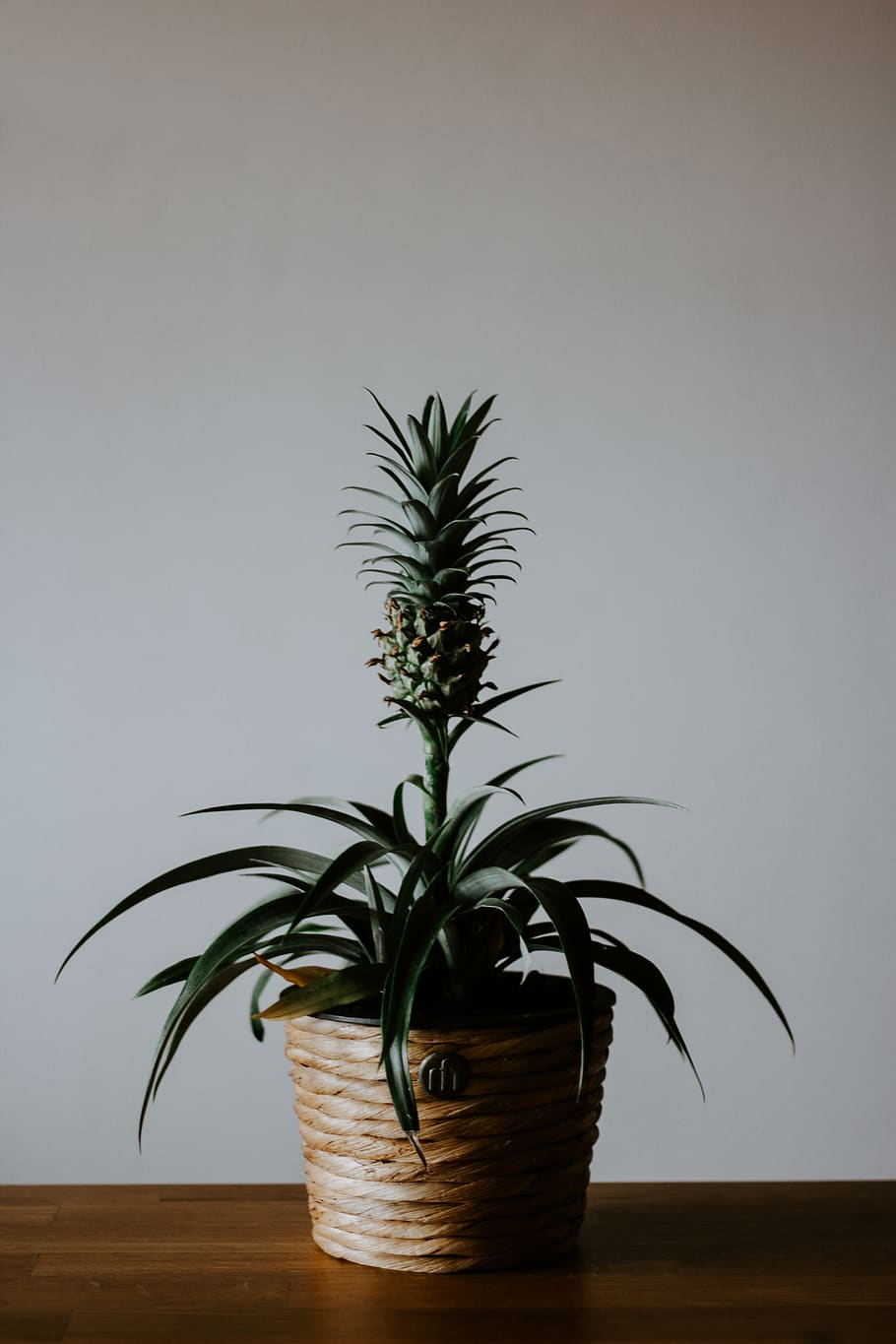green pineapple plant, indoors, no people, growth, table, nature HD wallpaper