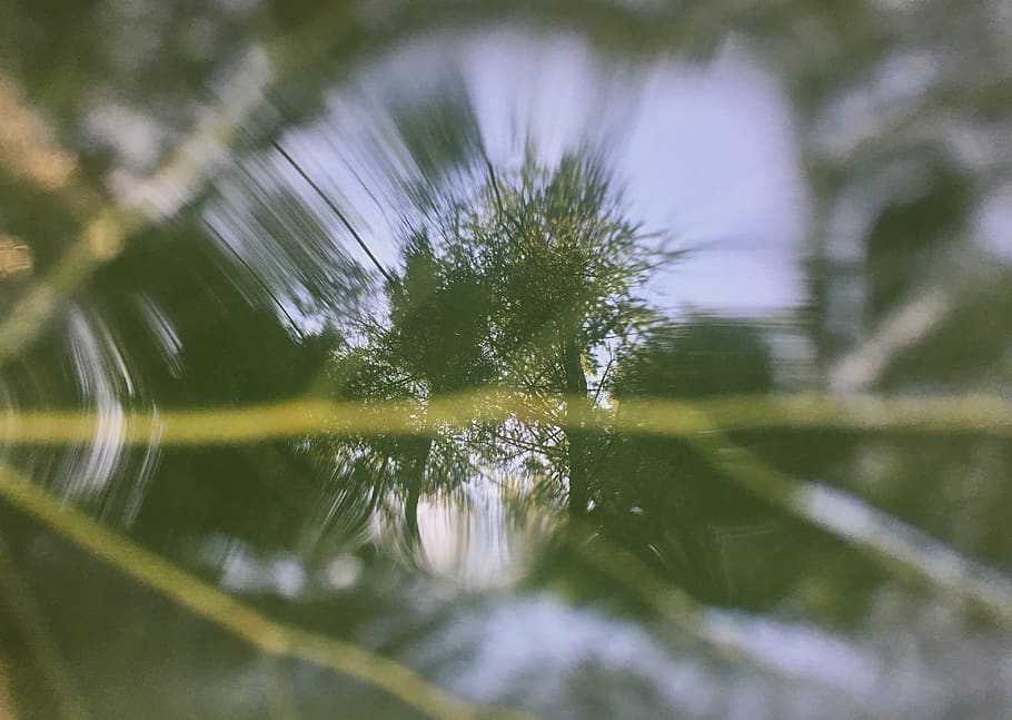 reflection, trees, mirror, leaf, perspective, water, plant HD wallpaper