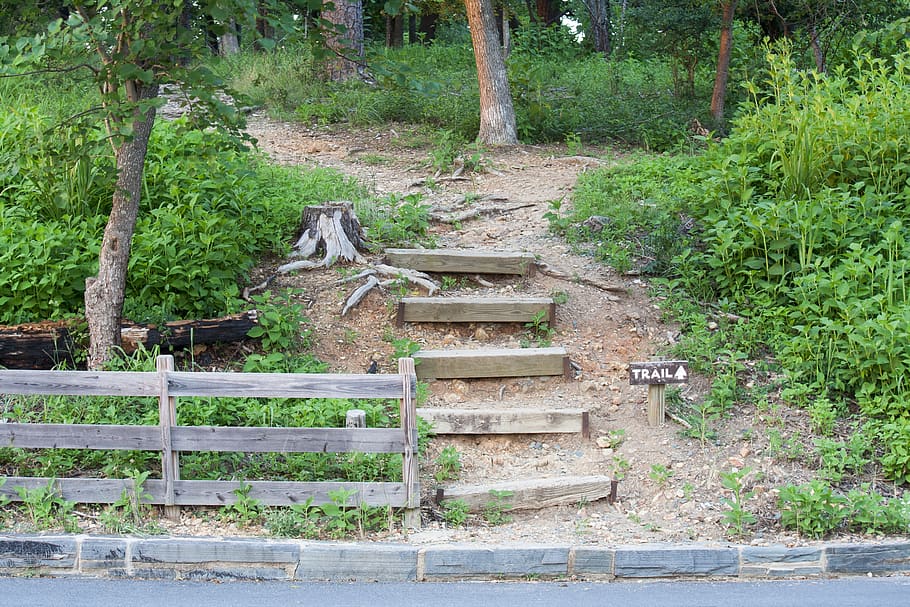 tree, plant, staircase, land, nature, day, architecture, growth HD wallpaper