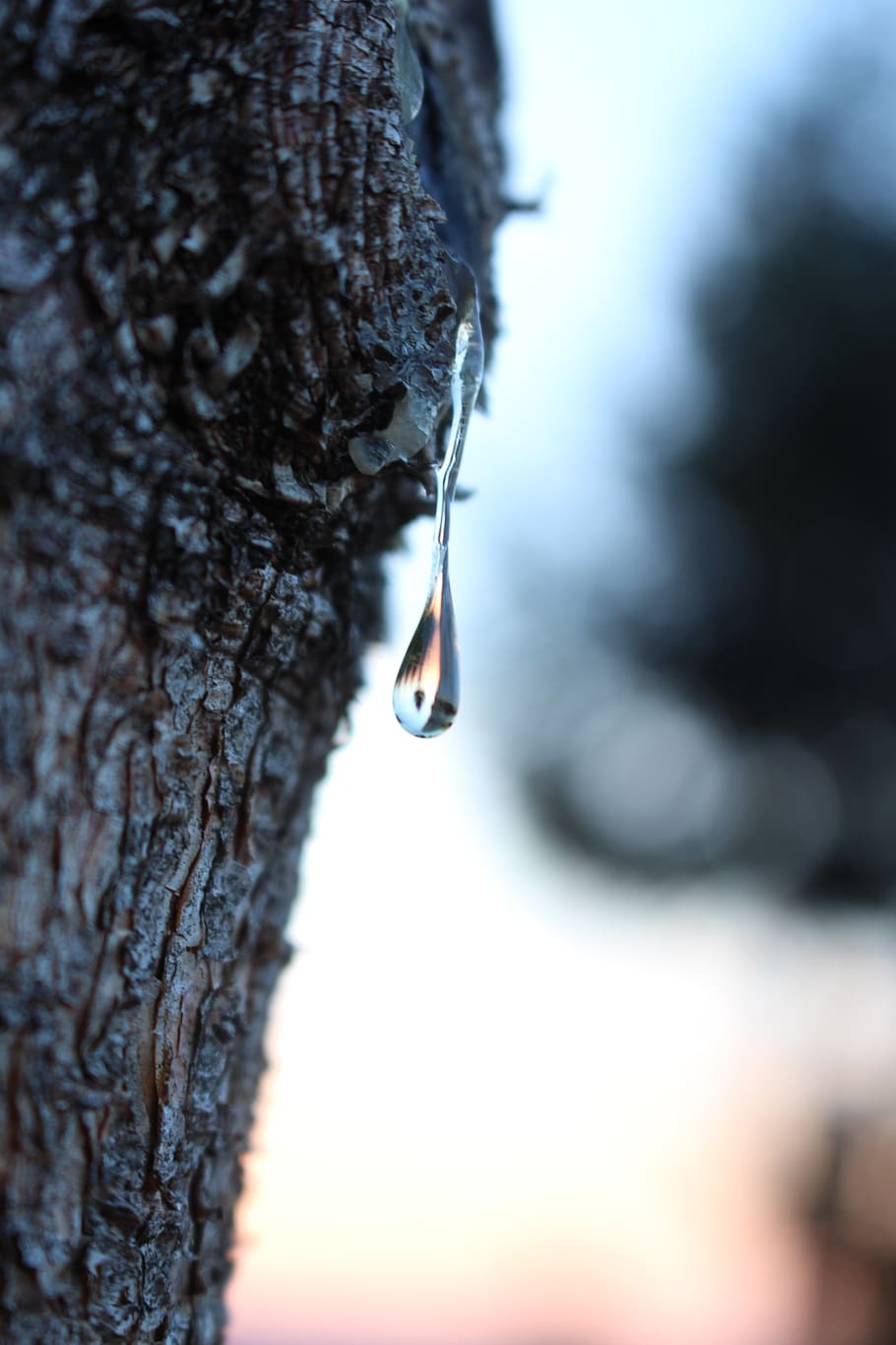 black forest, germany, oberwolfach, tree, mirro, drop, sunrise HD wallpaper