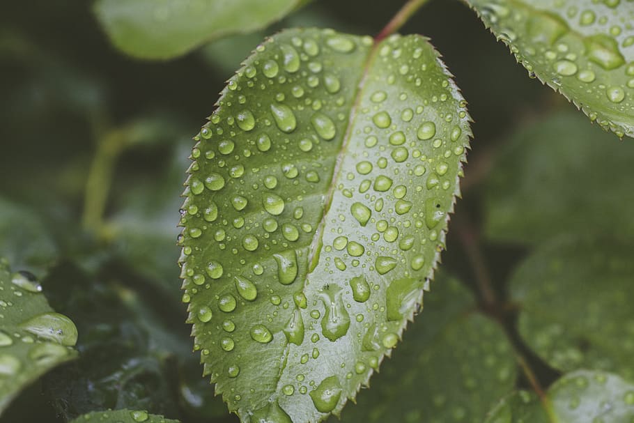 leaf, raindrop, nature, drip, plant, close up, water, macro HD wallpaper