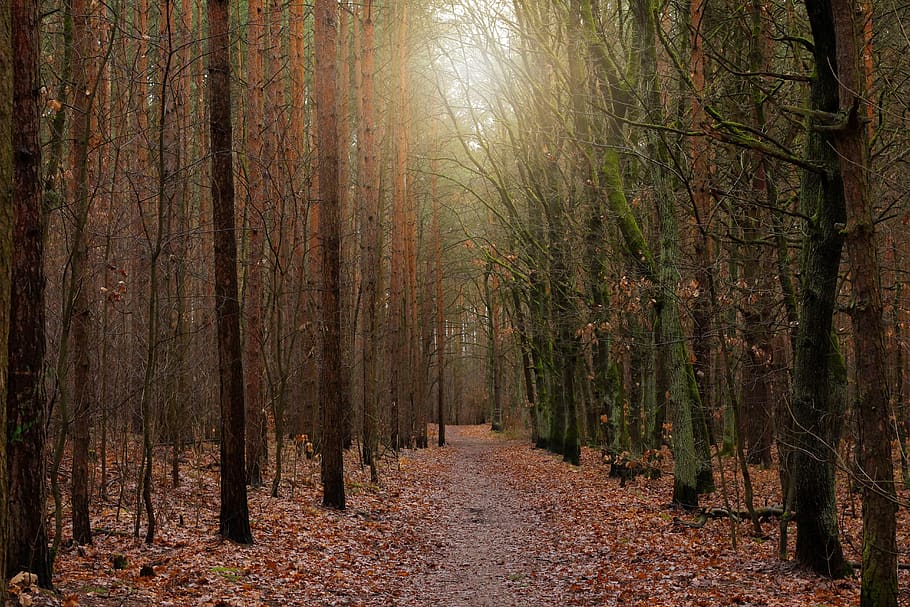 forest, away, forest path, trees, leaves, spruce, deciduous trees HD wallpaper