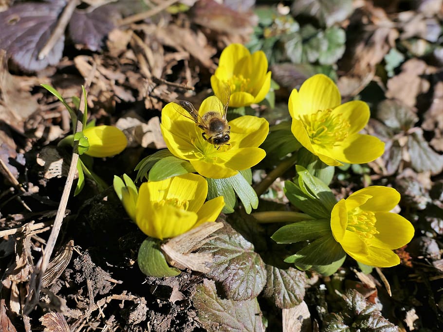 bee, honey bee, insect, pollen, blossom, bloom, yellow, wing HD wallpaper