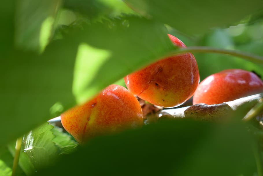 cherry, red, fruit, food and drink, healthy eating, freshness HD wallpaper