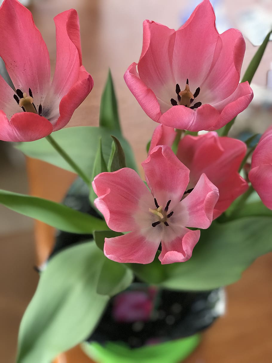 pink, tulips, spring, easter, flowers, flowering plant, fragility HD wallpaper