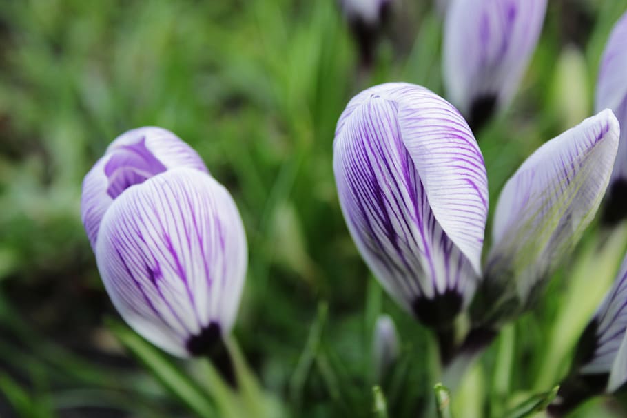 crocus, purple, flower, violet, green, grass, spring, nature HD wallpaper