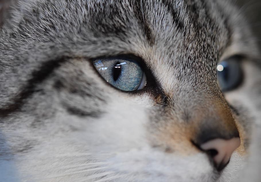 HD wallpaper: cat, cat's eyes, pussy cloud, portrait, blue eye, eye of cat - Wallpaper Flare