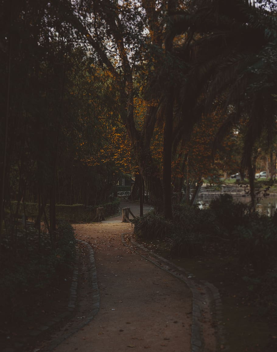 portugal, aveiro, trees, forest, landscape, plant, direction HD wallpaper