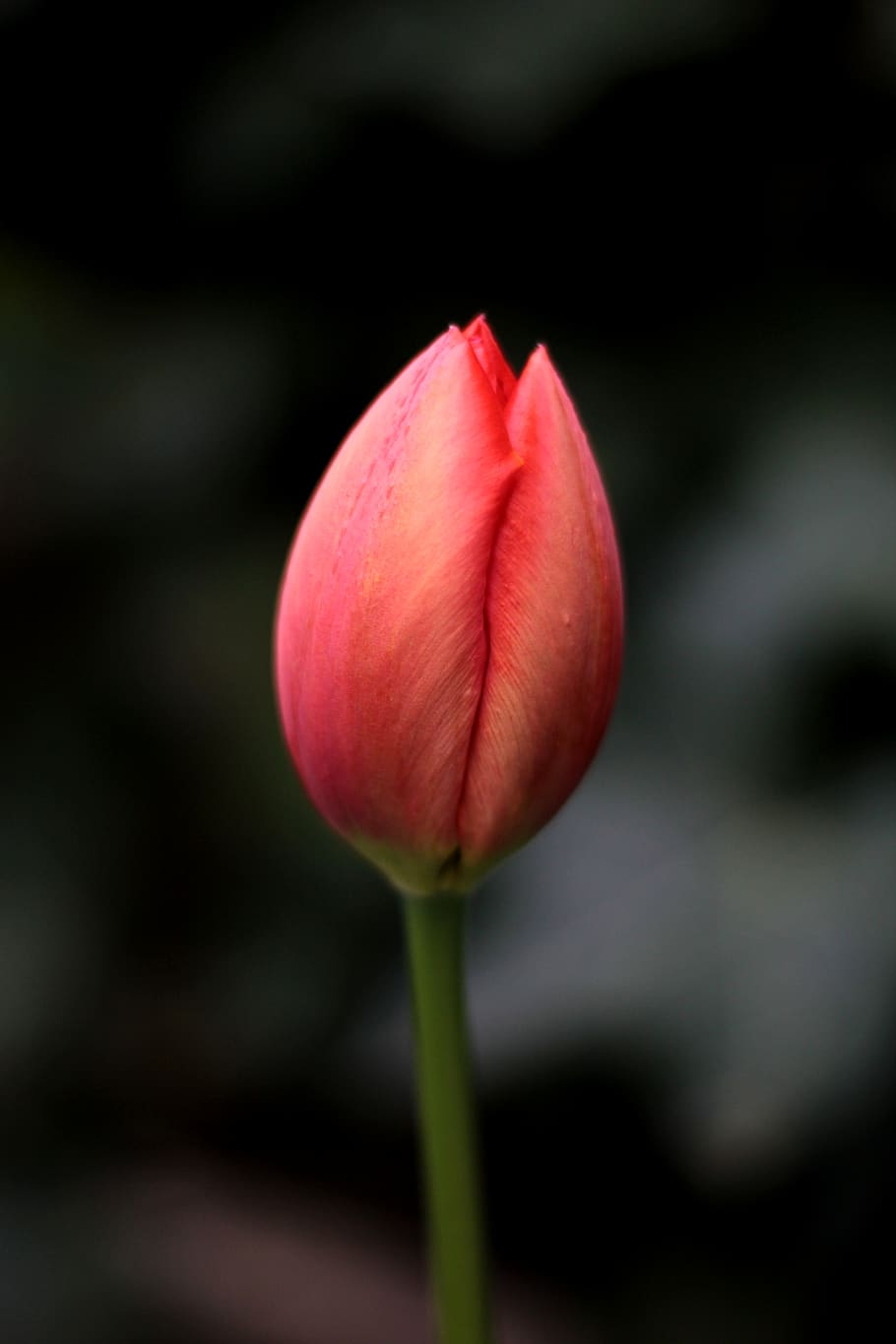 tulip, red, simplicity, bulb, button, nascent, background, flower HD wallpaper