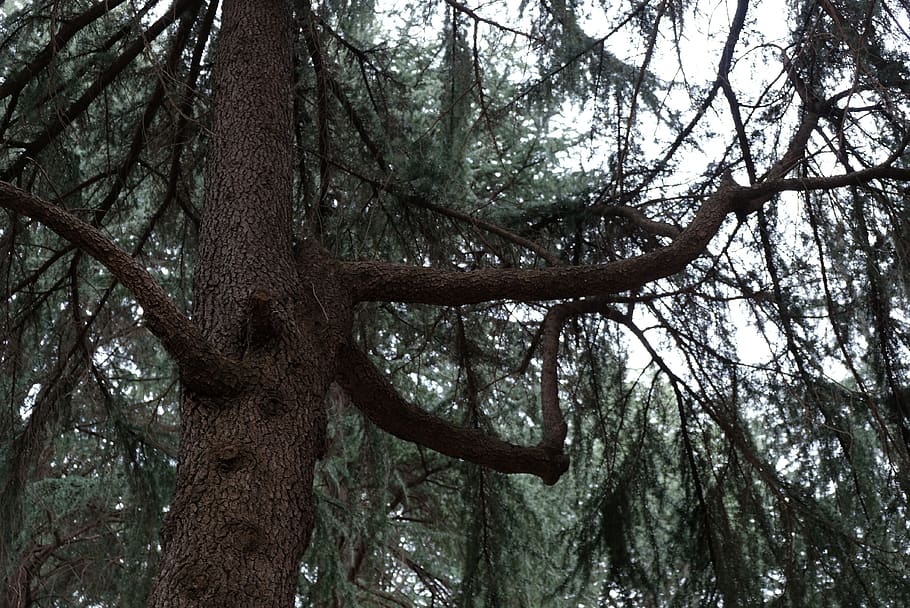 plant, tree, tree trunk, fir, abies, conifer, willow, pine HD wallpaper