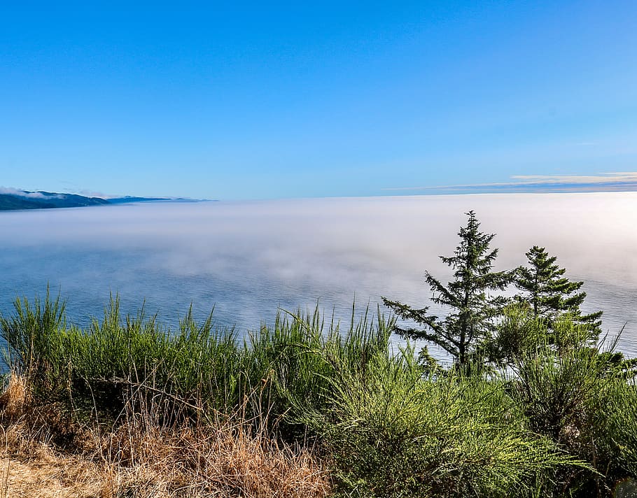 plant, tree, abies, fir, nature, outdoors, land, water, conifer HD wallpaper
