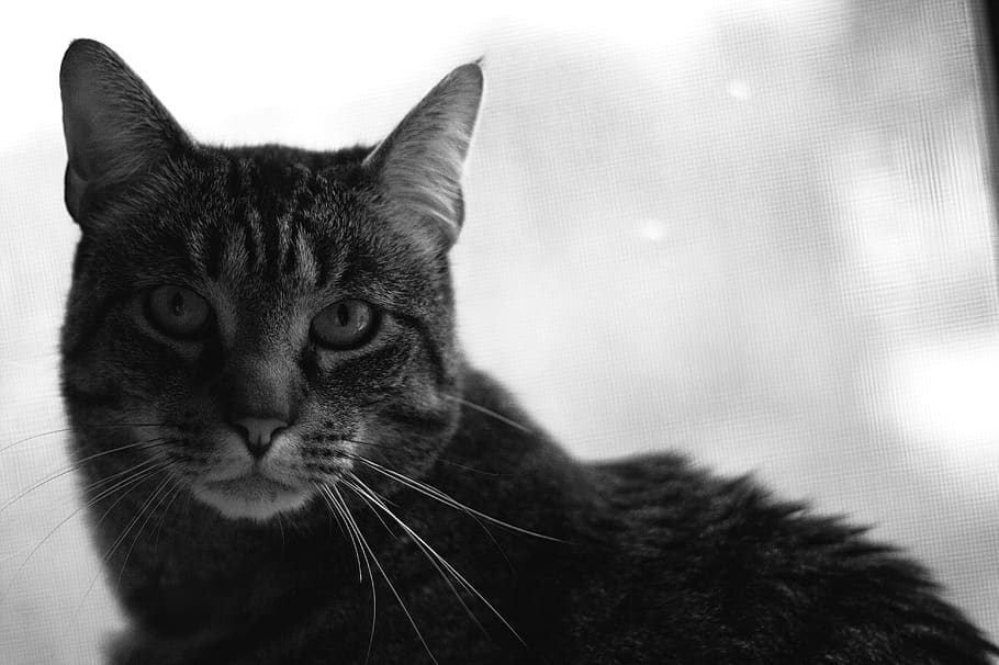 portrait, macro, cat, feline, one animal, mammal, pets, domestic cat HD wallpaper
