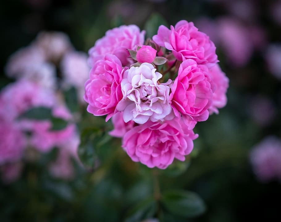 flowers, bloom, pink, violet, white, bush, rosebush, petals HD wallpaper