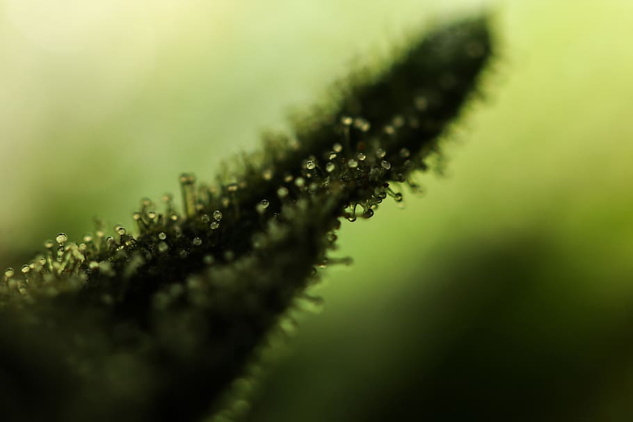 plant, macro, closeup, green, selective focus, growth, close-up HD wallpaper