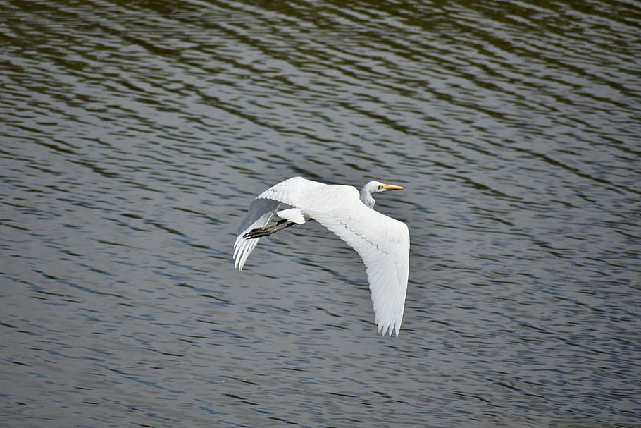animal, river, waterside, bird, wild birds, heron, egret, feathers HD wallpaper