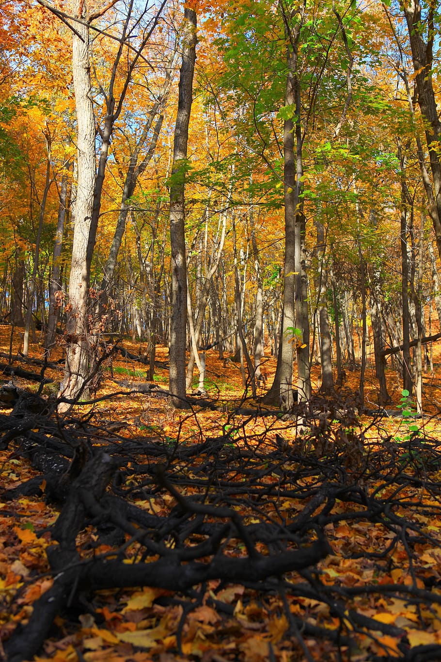 autumn, forest, scene, leaf, leaves, yellow, tree, park, wood HD wallpaper