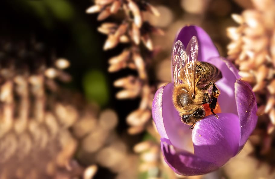 bee, crocus, honey bee, insect, collect pollen, spring, nectar HD wallpaper