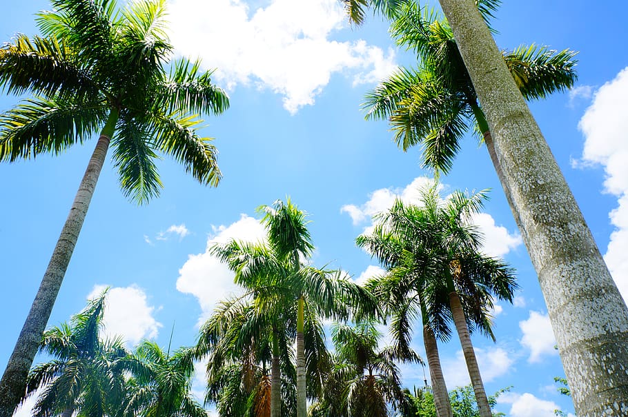 china, sanya, trees, plant, low angle view, sky, palm tree HD wallpaper