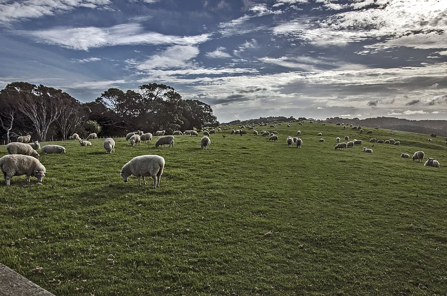 new zealand, clouds, grass, fields, sky, wallpaper, sheep, nature HD wallpaper
