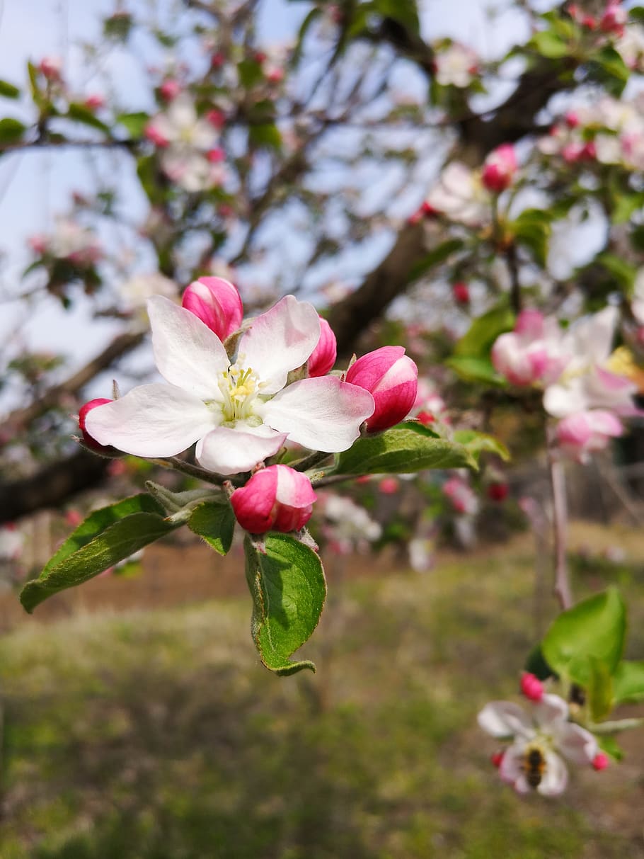 flower, blossom, petals, spring, flowering plant, freshness HD wallpaper