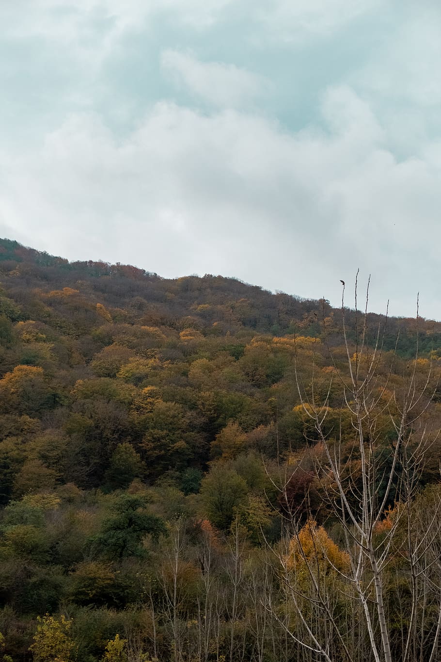 cloudy, trees, sky, yellow, yellow trees, wallpaper, cloud - sky HD wallpaper