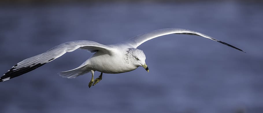 seagull, flying, flight, animal, wildlife, bird, animal themes HD wallpaper