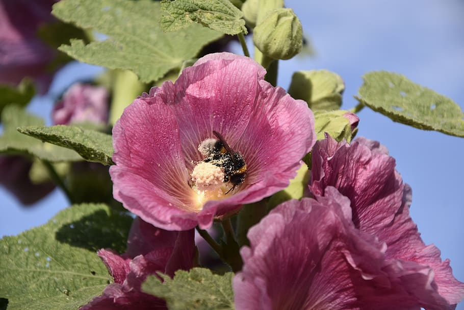 mallow, insect, flower, pollination, bumblebee, flowering plant HD wallpaper