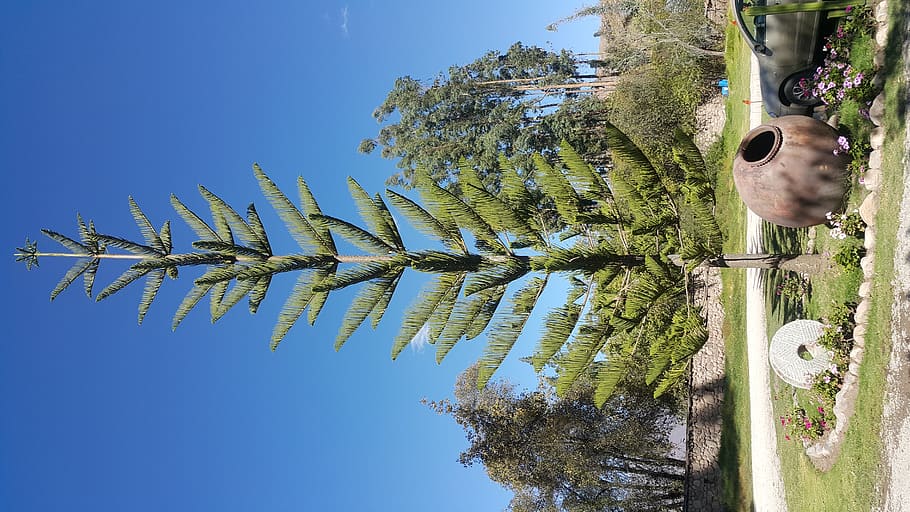 peru, cusco, sacred valley, nature, farm, trees, plant, sky HD wallpaper