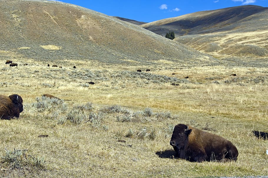 lamar valley buffalo, bison, yellowstone, national, park, usa.