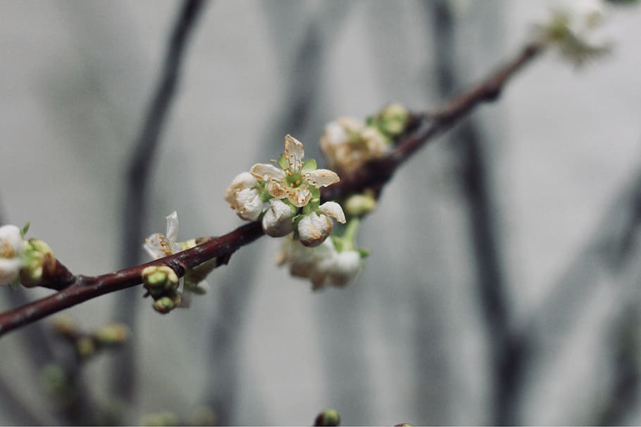 flower, plant, bud, sprout, blossom, tree, twig, close up, acanthaceae HD wallpaper