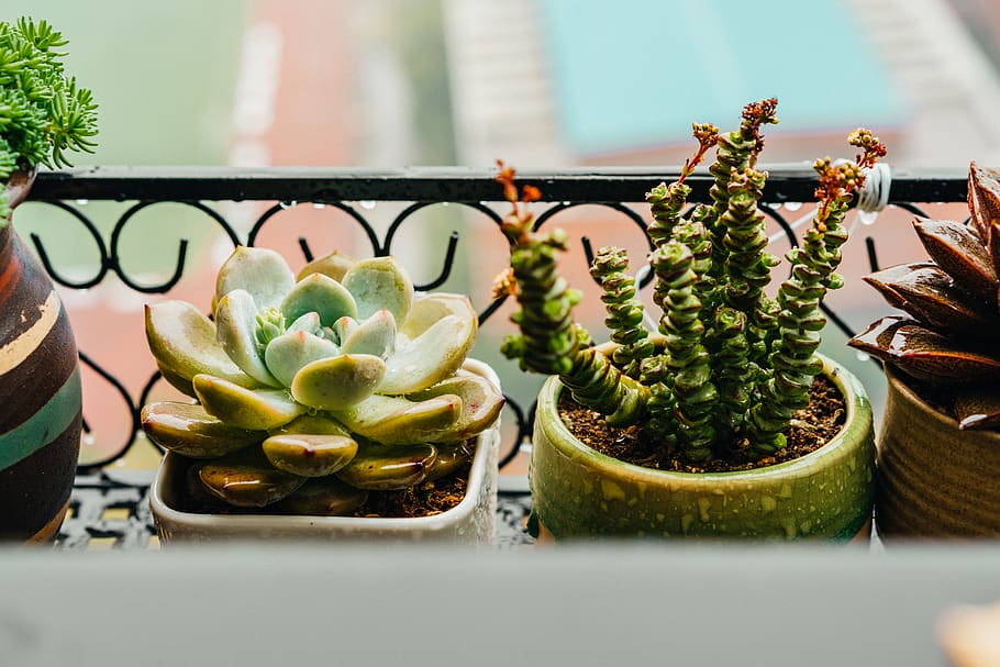 green potted plants, succulent plant, cactus, no people, green color HD wallpaper