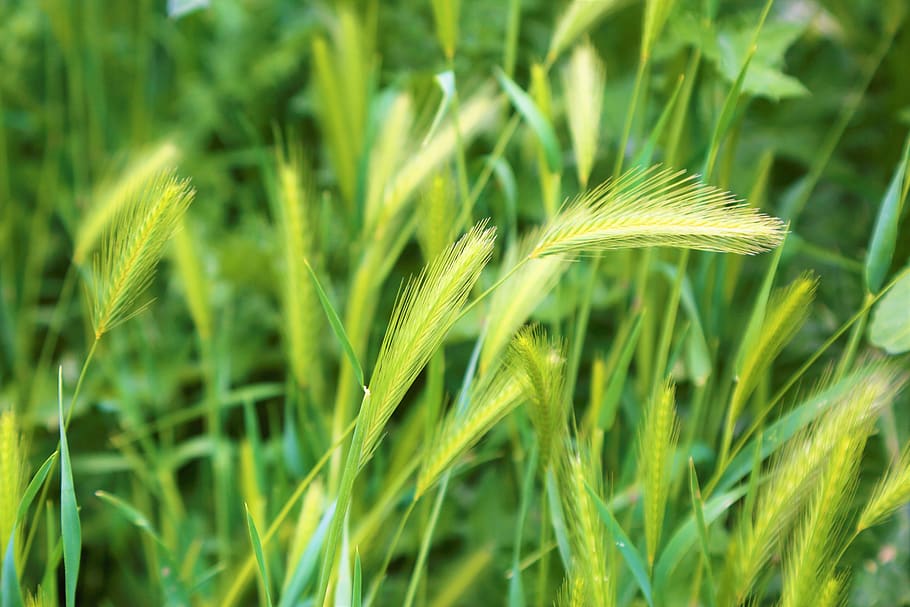 spring, spike, greens, plant, landscape, nature, area, chan HD wallpaper