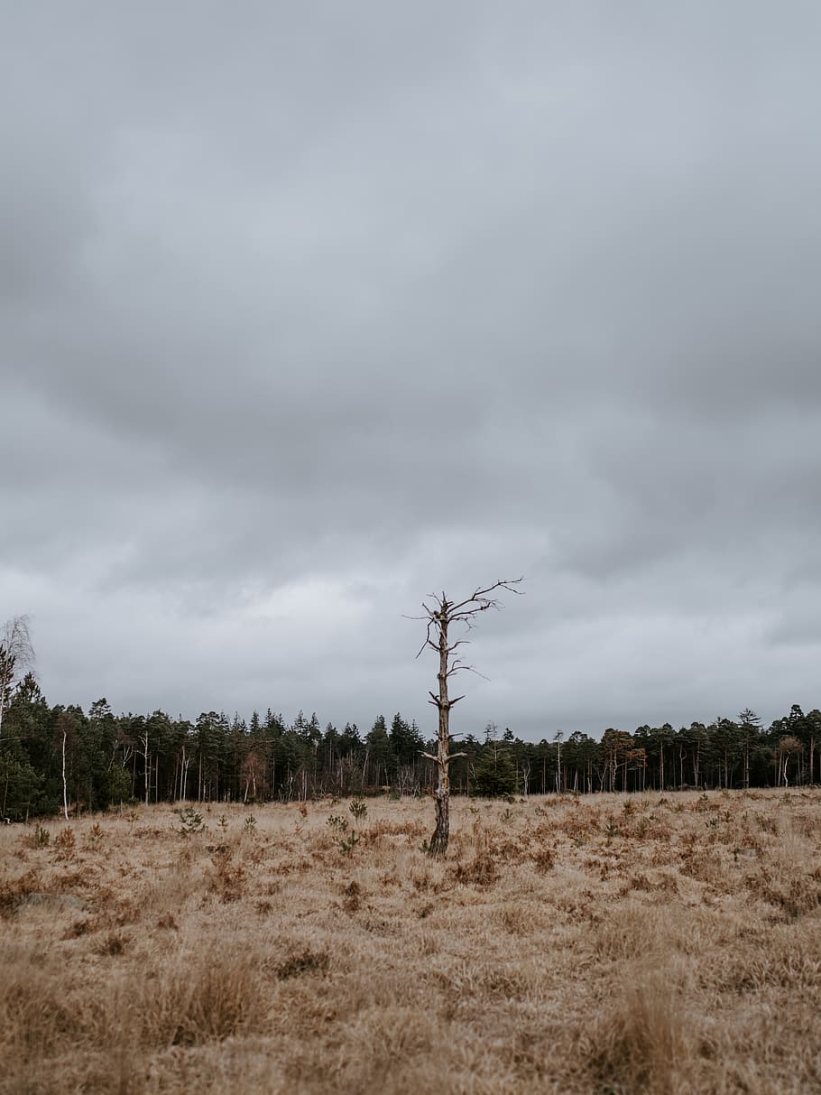 gray clouds, nature, plant, tree, outdoors, abies, fir, field HD wallpaper