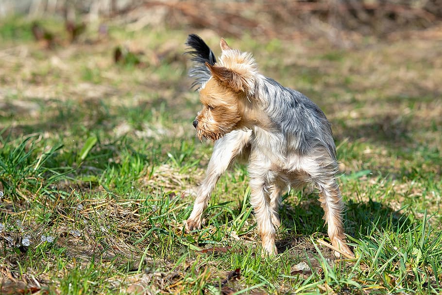 dog, small, yorki, out, tense, wet, water, nature, meadow, spout, HD wallpaper