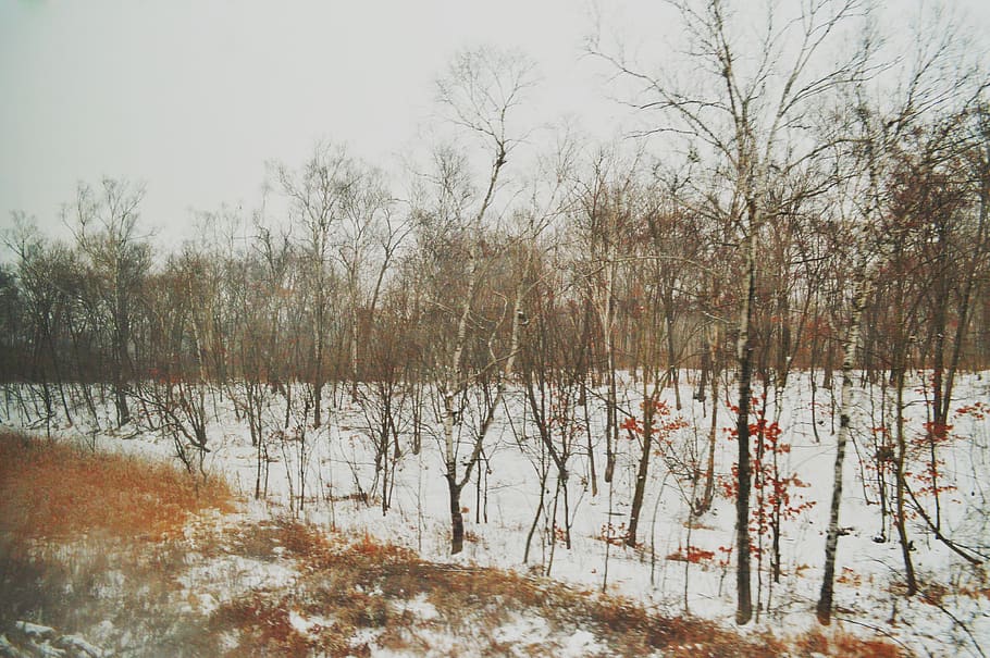 trees, forest, winter, snow, snowy, travel, travelling, nature HD wallpaper