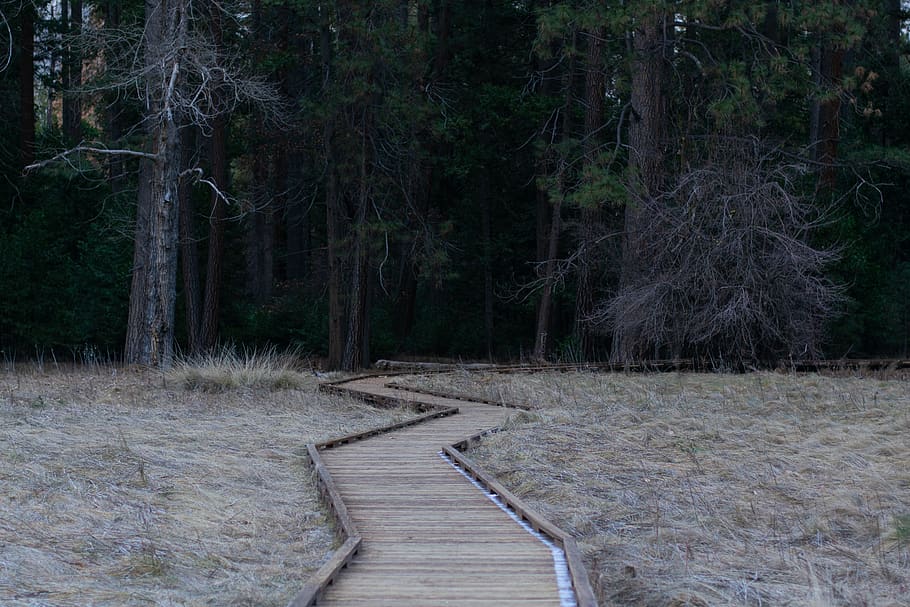Path, dark, forest, trees, wooden path, plant, land, direction HD wallpaper