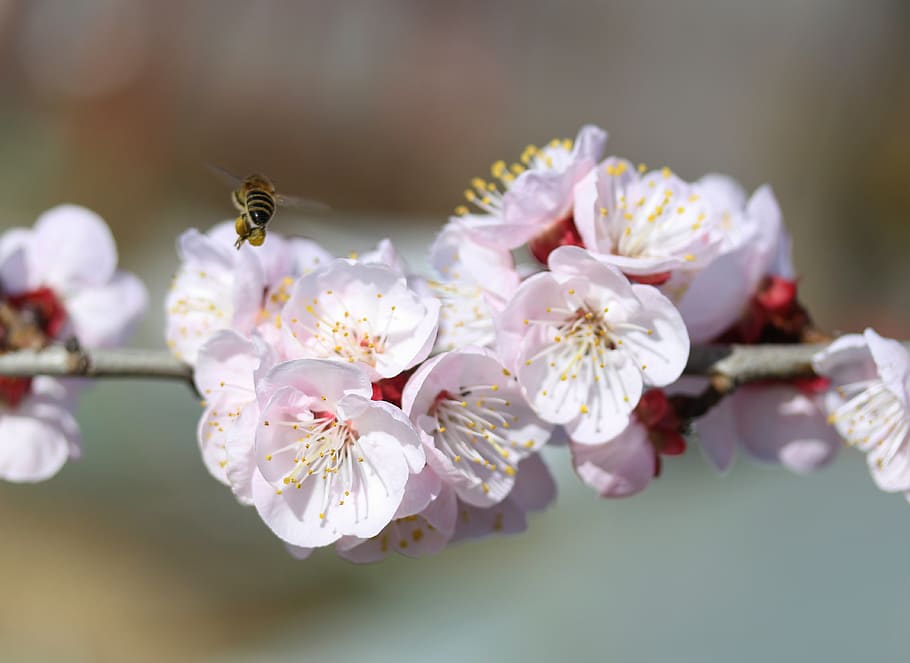 flowers, white, tree, casey, spring, nature, flowering plant HD wallpaper