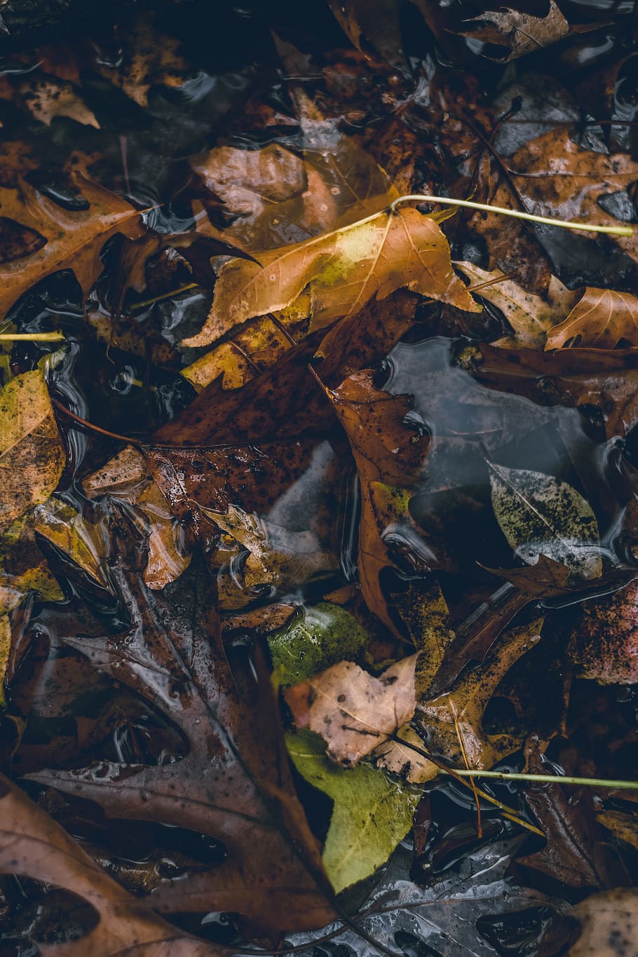 brown leaves, leaf, plant, nature, water, outdoors, tree, painting HD wallpaper
