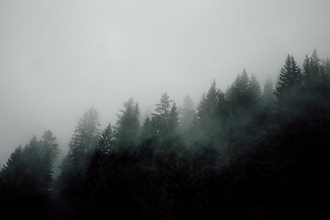 fog above forest during daytime, nature, weather, outdoors, mist HD wallpaper