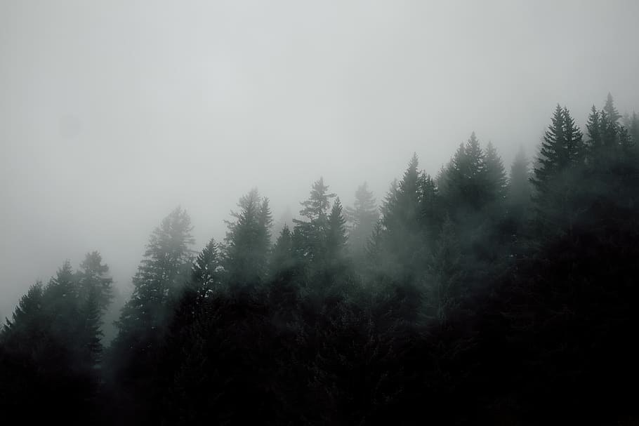 fog above forest during daytime, nature, weather, outdoors, mist HD wallpaper