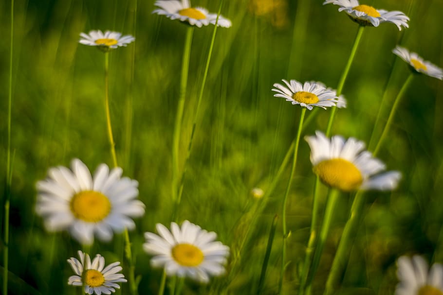 flowers, macro, summer, warm, spring, plant, green, yellow HD wallpaper