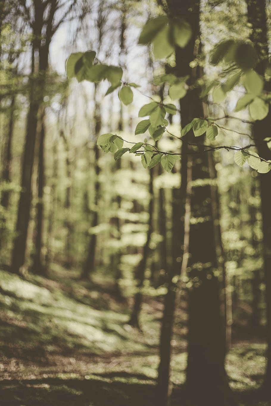 green-leafed trees, plant, tree trunk, vegetation, birch, ground HD wallpaper