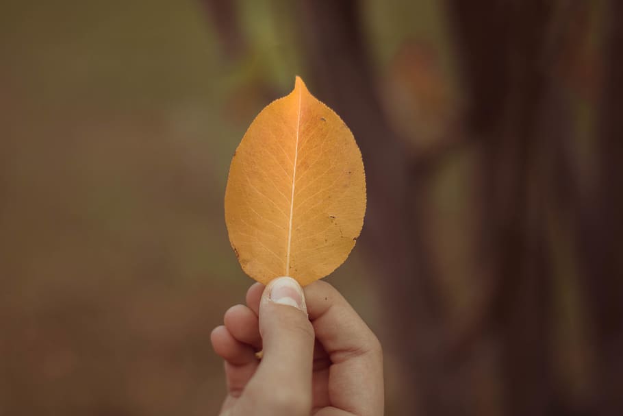 selective focus photography of person holding ovate leaf, plant