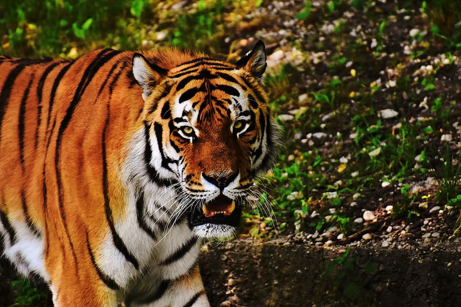 tiger, big cat, predator, wildcat, dangerous, zoo, animals HD wallpaper