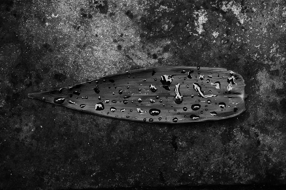 black leaf with water droplets, tropics ale house - waikōloa HD wallpaper