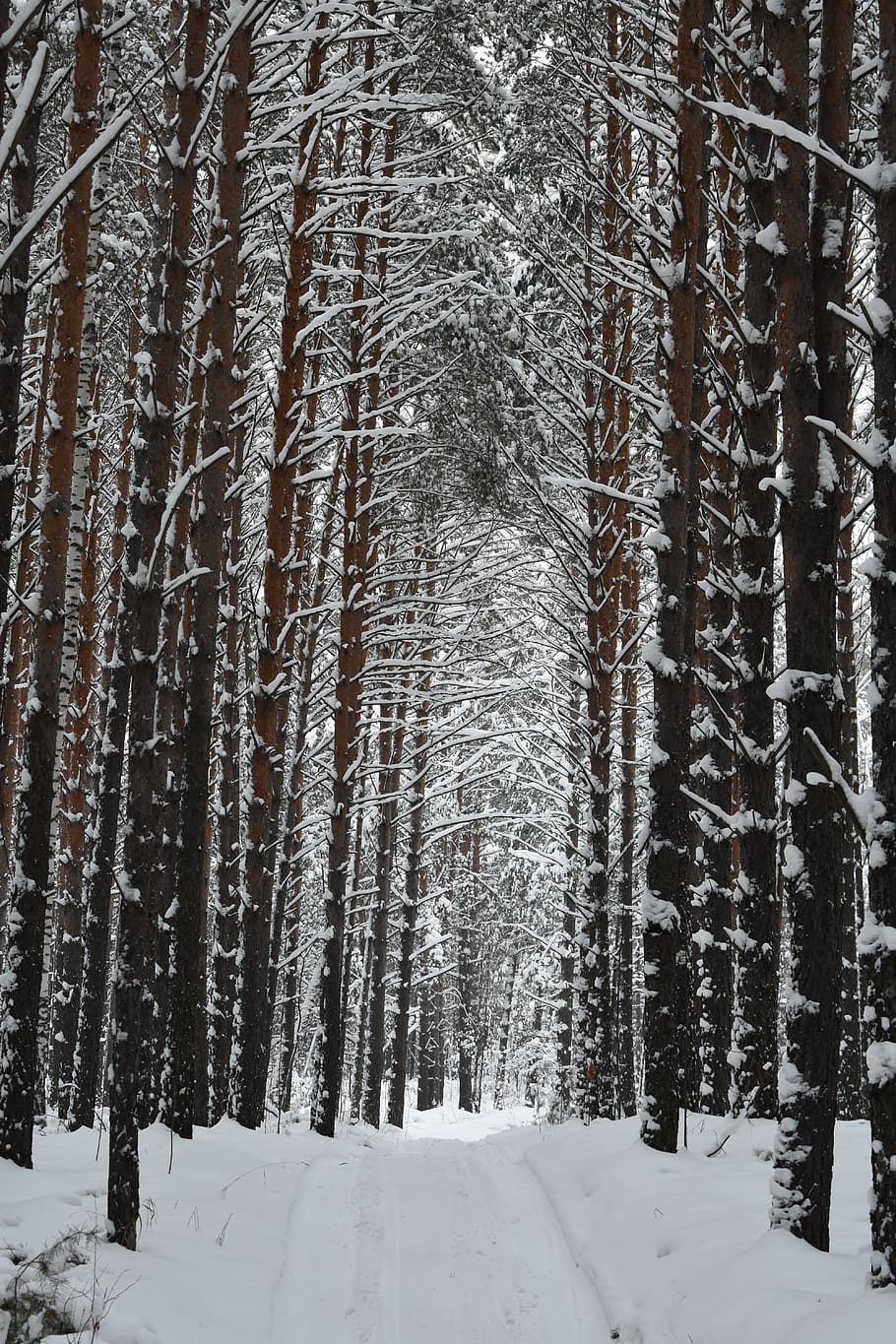 forest, winter, snow, siberia, novosibirsk, trees, coldly, nature HD wallpaper