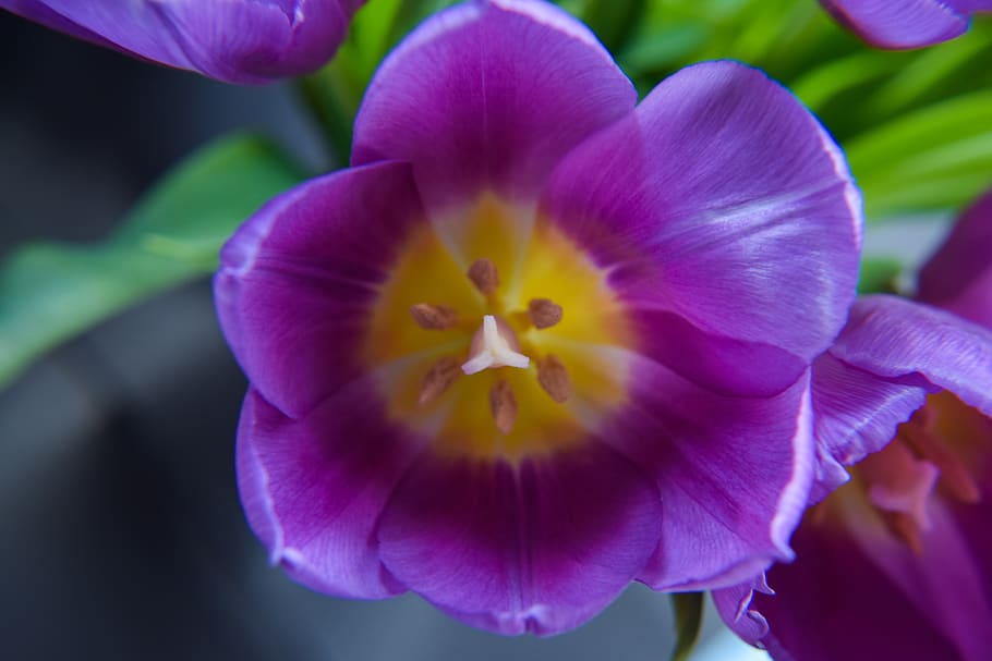 flower, spring, blooms at, color, petals, flowering plant, freshness HD wallpaper